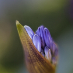 Budding Stalk.jpg To order a print please email me at  Mike Reid Photography : Flower, flowers, floral, floral photography, thin dof, abstract photography, beauty, poetic, zeiss, reid, beautiful flowers, stunning, colorful, botanical, clivia, thin depth of field, macro, flower macro