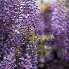 Bunch of Wisteria Purple Photography.jpg To order a print please email me at  Mike Reid Photography : Flower, flowers, floral, floral photography, thin dof, abstract photography, beauty, poetic, zeiss, reid, beautiful flowers, stunning, colorful
