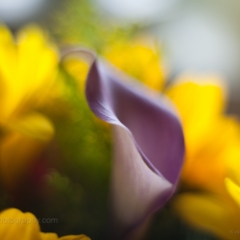 Calla Flower Abstract Imagery.jpg To order a print please email me at  Mike Reid Photography : Flower, flowers, floral, floral photography, thin dof, abstract photography, beauty, poetic, zeiss, reid, beautiful flowers, stunning, colorful