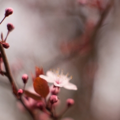 Cherry Blossom Spring.jpg