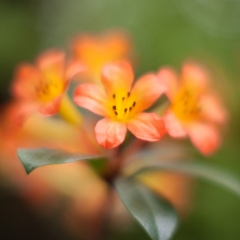 Clivia Blooms.jpg