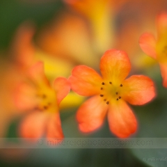 Clivia Dreams.jpg To order a print please email me at  Mike Reid Photography : Flower, flowers, floral, floral photography, thin dof, abstract photography, beauty, poetic, zeiss, reid, beautiful flowers, stunning, colorful, botanical, clivia, thin depth of field, macro, flower macro