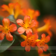 Clivia Dusk.jpg To order a print please email me at  Mike Reid Photography : Flower, flowers, floral, floral photography, thin dof, abstract photography, beauty, poetic, zeiss, reid, beautiful flowers, stunning, colorful, botanical, clivia, thin depth of field, macro, flower macro