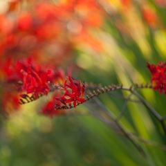 Cluster of Red Crocosmia Flowers Photography.jpg To order a print please email me at  Mike Reid Photography : Flower, flowers, floral, floral photography, thin dof, abstract photography, beauty, poetic, zeiss, reid, beautiful flowers, stunning, colorful
