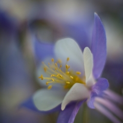 Columbine Details.jpg To order a print please email me at  Mike Reid Photography : Flower, flowers, floral, floral photography, thin dof, abstract photography, beauty, poetic, zeiss, reid, beautiful flowers, stunning, colorful, artistic flower photography, artistic flowers, fine art flower photography