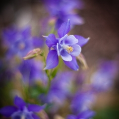 Columbine Dreams.jpg To order a print please email me at  Mike Reid Photography : Flower, flowers, floral, floral photography, thin dof, abstract photography, beauty, poetic, zeiss, reid, beautiful flowers, stunning, colorful, impressionistic, soft focus