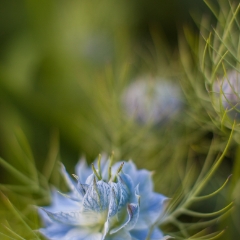 Cornflower Nest.jpg To order a print please email me at  Mike Reid Photography : Flower, flowers, floral, floral photography, thin dof, abstract photography, beauty, poetic, zeiss, reid, beautiful flowers, stunning, colorful, artistic flower photography, artistic flowers, fine art flower photography