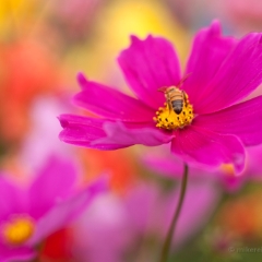 Cosmo and Bee Photo.jpg To order a print please email me at  Mike Reid Photography : Flower, flowers, floral, floral photography, thin dof, abstract photography, beauty, poetic, zeiss, reid, beautiful flowers, stunning, colorful