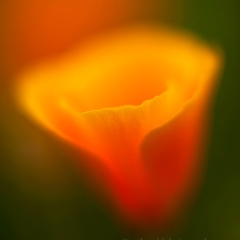 Cup of Gold Poppy Flower.jpg To order a print please email me at  Mike Reid Photography : Flower, flowers, floral, floral photography, thin dof, abstract photography, beauty, poetic, zeiss, reid, beautiful flowers, stunning, colorful