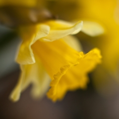 Daffodil Golden Light.jpg To order a print please email me at  Mike Reid Photography