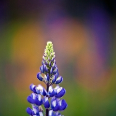 Delphinium Tower.jpg To order a print please email me at  Mike Reid Photography : Flower, flowers, floral, floral photography, thin dof, abstract photography, beauty, poetic, zeiss, reid, beautiful flowers, stunning, colorful, artistic flower photography, artistic flowers, fine art flower photography