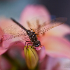 Dragonfly Stargazer.jpg To order a print please email me at  Mike Reid Photography : Flower, flowers, floral, floral photography, thin dof, abstract photography, beauty, poetic, zeiss, reid, beautiful flowers, stunning, colorful, artistic flower photography, artistic flowers, fine art flower photography