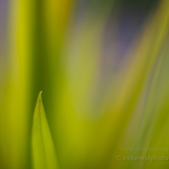 Feathery Abstract Grasses.jpg To order a print please email me at  Mike Reid Photography : Flower, flowers, floral, floral photography, thin dof, abstract photography, beauty, poetic, zeiss, reid, beautiful flowers, stunning, colorful, artistic flower photography, artistic flowers, fine art flower photography