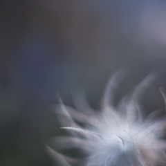 Feathery Dream.jpg To order a print please email me at  Mike Reid Photography : Flower, flowers, floral, floral photography, thin dof, abstract photography, beauty, poetic, zeiss, reid, beautiful flowers, stunning, colorful, artistic flower photography, artistic flowers, fine art flower photography