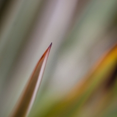 Flax Grass Motion.jpg To order a print please email me at  Mike Reid Photography : Flower, flowers, floral, floral photography, thin dof, abstract photography, beauty, poetic, zeiss, reid, beautiful flowers, stunning, colorful, artistic flower photography, artistic flowers, fine art flower photography, crocus, 1.2, flax