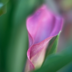 Flower Photography Pink Calla.jpg To order a print please email me at  Mike Reid Photography : Flower, flowers, floral, floral photography, thin dof, abstract photography, beauty, poetic, zeiss, reid, beautiful flowers, stunning, colorful, botanical, clivia, thin depth of field, macro, flower macro, dahlia, dahlias