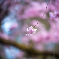 Flower Photography Pink Cherry Blossom.jpg To order a print please email me at  Mike Reid Photography : Flower, flowers, floral, floral photography, thin dof, abstract photography, beauty, poetic, zeiss, reid, beautiful flowers, stunning, colorful