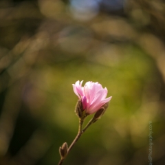 Flower Photography Pink Magnolia Alone.jpg To order a print please email me at  Mike Reid Photography : Flower, flowers, floral, floral photography, thin dof, abstract photography, beauty, poetic, zeiss, reid, beautiful flowers, stunning, colorful