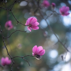 Flower Photography Pink Magnolia Bokeh.jpg To order a print please email me at  Mike Reid Photography : Flower, flowers, floral, floral photography, thin dof, abstract photography, beauty, poetic, zeiss, reid, beautiful flowers, stunning, colorful