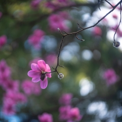 Flower Photography Pink Magnolia GFX50s.jpg To order a print please email me at  Mike Reid Photography : Flower, flowers, floral, floral photography, thin dof, abstract photography, beauty, poetic, zeiss, reid, beautiful flowers, stunning, colorful
