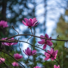 Flower Photography Pink Magnolias Zeiss Otus.jpg