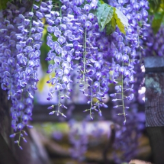Flower Photography Purple Wisterias.jpg To order a print please email me at  Mike Reid Photography : Flower, flowers, floral, floral photography, thin dof, abstract photography, beauty, poetic, zeiss, reid, beautiful flowers, stunning, colorful, wisteria