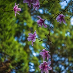 Flower Photography Sunlit Pink Magnolias.jpg