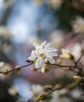 Flower Photography White Magnolia A radiant white magnolia blossom unfolds in the gentle light of spring, surrounded by buds and soft pastel bokeh. Captured with exquisite clarity and shallow...