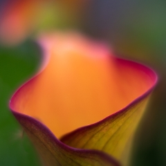 Flower Photography Yellow Calla Closeup.jpg