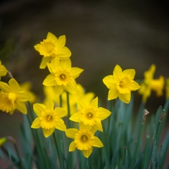Flower Photography Yellow Daffodils .jpg To order a print please email me at  Mike Reid Photography : Flower, flowers, floral, floral photography, thin dof, abstract photography, beauty, poetic, zeiss, reid, beautiful flowers, stunning, colorful