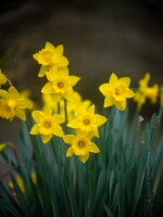 Flower Photography Yellow Daffodils Vibrant yellow daffodils stand tall in early spring light, their cheerful petals glowing with warmth and clarity. Captured with the Canon 200 mm f/1.8 L, this...
