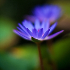 Glowing Blue Water Lily.jpg  The soft blue glow here really draws me to this flower To order a print please email me at  Mike Reid Photography : Flower, flowers, floral, floral photography, thin dof, abstract photography, beauty, poetic, zeiss, reid, beautiful flowers, stunning, colorful, artistic flower photography, artistic flowers, fine art flower photography