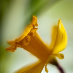 Graceful Daffodil.jpg To order a print please email me at  Mike Reid Photography : Flower, flowers, floral, floral photography, thin dof, abstract photography, beauty, poetic, zeiss, reid, beautiful flowers, stunning, colorful, botanical, clivia, thin depth of field, macro, flower macro, daffodil