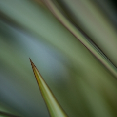 Green Blades of New Zealand Flax Grass.jpg