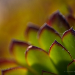 Green Brown Succulent.jpg To order a print please email me at  Mike Reid Photography : Flower, flowers, floral, floral photography, thin dof, abstract photography, beauty, poetic, zeiss, reid, beautiful flowers, stunning, colorful, artistic flower photography, artistic flowers, fine art flower photography