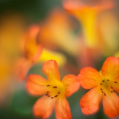 Group of Beautiful Blooms.jpg To order a print please email me at  Mike Reid Photography : Flower, flowers, floral, floral photography, thin dof, abstract photography, beauty, poetic, zeiss, reid, beautiful flowers, stunning, colorful, botanical, clivia, thin depth of field, macro, flower macro