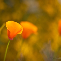 Group of Yellow Gold Poppies Image.jpg