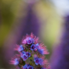 Hazy Echium Pillars.jpg To order a print please email me at  Mike Reid Photography : Flower, flowers, floral, floral photography, thin dof, abstract photography, beauty, poetic, zeiss, reid, beautiful flowers, stunning, colorful, botanical, clivia, thin depth of field, macro, flower macro