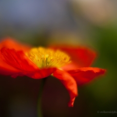 Impressionist Poppy Flower Photography.jpg To order a print please email me at  Mike Reid Photography : Flower, flowers, floral, floral photography, thin dof, abstract photography, beauty, poetic, zeiss, reid, beautiful flowers, stunning, colorful, artistic flower photography, artistic flowers, fine art flower photography