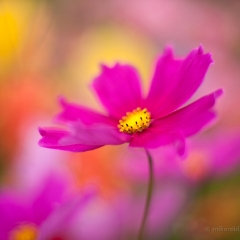Impressionistic Cosmo Photograph.jpg To order a print please email me at  Mike Reid Photography : Flower, flowers, floral, floral photography, thin dof, abstract photography, beauty, poetic, zeiss, reid, beautiful flowers, stunning, colorful, artistic flower photography, artistic flowers, fine art flower photography