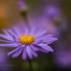 Lavender Daisy Floral Photography.jpg