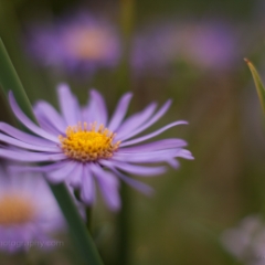 Lavender Daisy Flowers Image.jpg To order a print please email me at  Mike Reid Photography : Flower, flowers, floral, floral photography, thin dof, abstract photography, beauty, poetic, zeiss, reid, beautiful flowers, stunning, colorful, artistic flower photography, artistic flowers, fine art flower photography