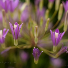 Lavender Flower Cluster Photograph.jpg