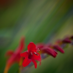 Lucifer Crocosmia In the Wave.jpg To order a print please email me at  Mike Reid Photography : Flower, flowers, floral, floral photography, thin dof, abstract photography, beauty, poetic, zeiss, reid, beautiful flowers, stunning, colorful, botanical, clivia, thin depth of field, macro, flower macro