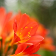 Orange Bright Clivia Flowers.jpg To order a print please email me at  Mike Reid Photography : Flower, flowers, floral, floral photography, thin dof, abstract photography, beauty, poetic, zeiss, reid, beautiful flowers, stunning, colorful, artistic flower photography, artistic flowers, fine art flower photography