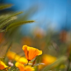 Orange California Poppies Flowers Image.jpg To order a print please email me at  Mike Reid Photography : Flower, flowers, floral, floral photography, thin dof, abstract photography, beauty, poetic, zeiss, reid, beautiful flowers, stunning, colorful, artistic flower photography, artistic flowers, fine art flower photography
