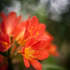 Orange Clivia.jpg To order a print please email me at  Mike Reid Photography : Flower, flowers, floral, floral photography, thin dof, abstract photography, beauty, poetic, zeiss, reid, beautiful flowers, stunning, colorful, artistic flower photography, artistic flowers, fine art flower photography