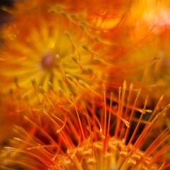 Orange Floral Storm.jpg To order a print please email me at  Mike Reid Photography