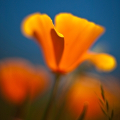 Orange Poppy Glow Photo.jpg To order a print please email me at  Mike Reid Photography : Flower, flowers, floral, floral photography, thin dof, abstract photography, beauty, poetic, zeiss, reid, beautiful flowers, stunning, colorful, artistic flower photography, artistic flowers, fine art flower photography