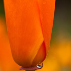 Orange Poppy Water Drop Photography.jpg To order a print please email me at  Mike Reid Photography : Flower, flowers, floral, floral photography, thin dof, abstract photography, beauty, poetic, zeiss, reid, beautiful flowers, stunning, colorful, artistic flower photography, artistic flowers, fine art flower photography